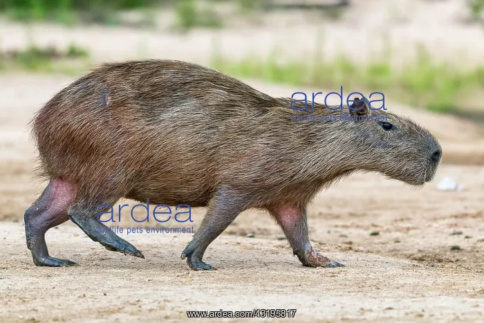 : Capybara (Hydrochoerus hydrochaeris) runs on a sandbank : Capybara (Hydrochoerus hydrochaeris) runs on a sandbank