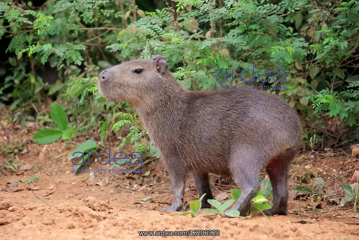 : Capybara (Hydrochoerus hydrochaeris), young animal : Capybara (Hydrochoerus hydrochaeris), young animal