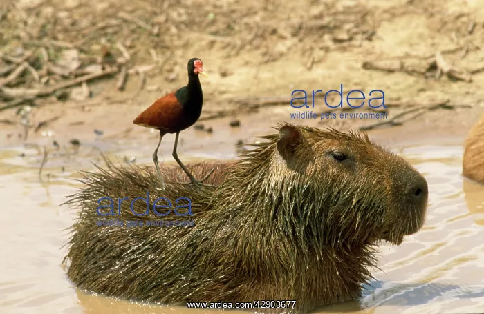 : Capybara - with Jacana on back : Capybara - with Jacana on back