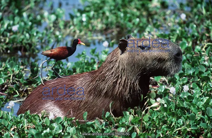  : CAPYBARA - with Jacana on back
