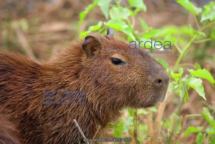 : Capybara - juvenile : Capybara - juvenile