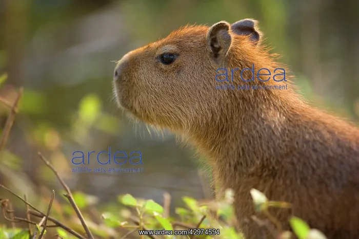 : Capybara - juvenile : Capybara - juvenile