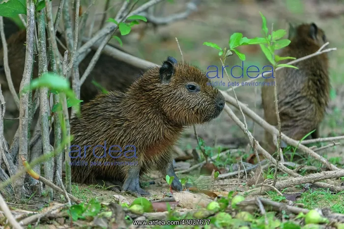: Capybara, juvenile, Pantanal Wetlands, Mato Grosso, Brazil : Capybara, juvenile, Pantanal Wetlands, Mato Grosso, Brazil