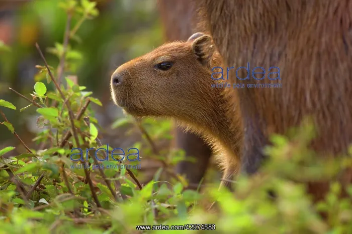 : Capybara - juvenile peeking out between two adults : Capybara - juvenile peeking out between two adults