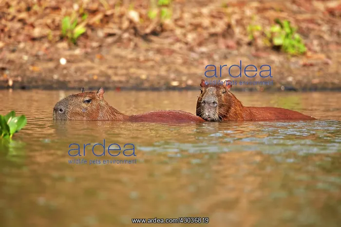 : Capybara the largest rodent in the world Pantanal : Capybara the largest rodent in the world Pantanal