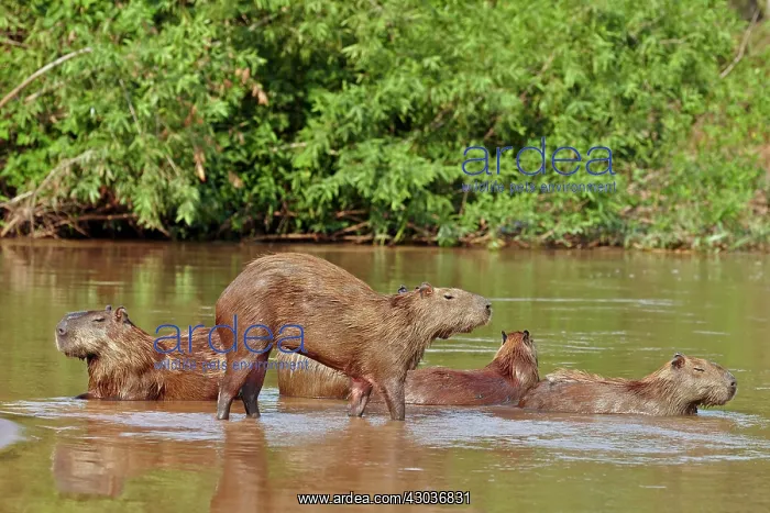 : Capybara the largest rodent in the world Pantanal : Capybara the largest rodent in the world Pantanal