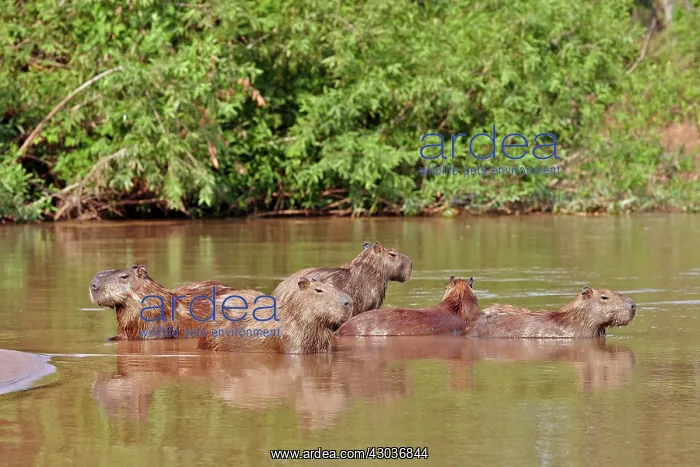 : Capybara the largest rodent in the world Pantanal : Capybara the largest rodent in the world Pantanal