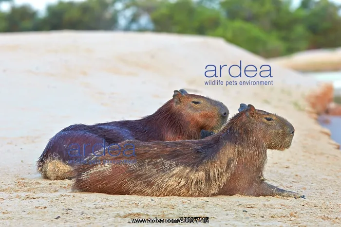  : Capybara the largest rodent in the world Pantanal