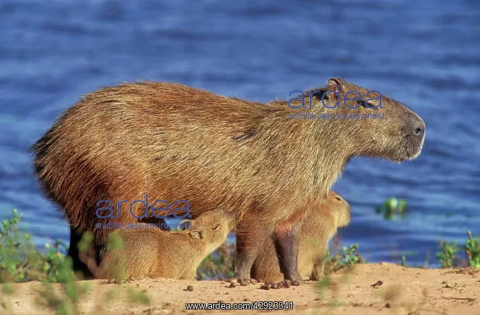 : Capybara - Mother & Babies : Capybara - Mother & Babies