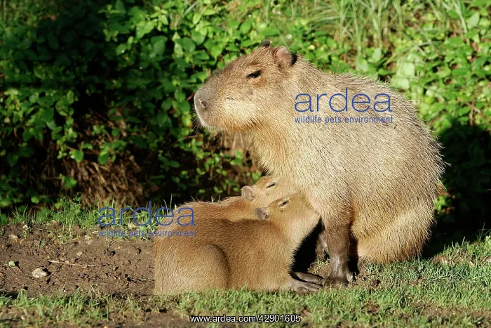 : Capybara - mother with two babies suckling : Capybara - mother with two babies suckling