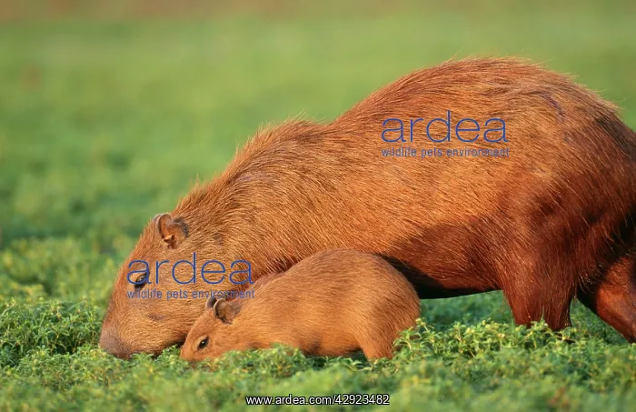 : CAPYBARA - Mother and baby grazing : CAPYBARA - Mother and baby grazing
