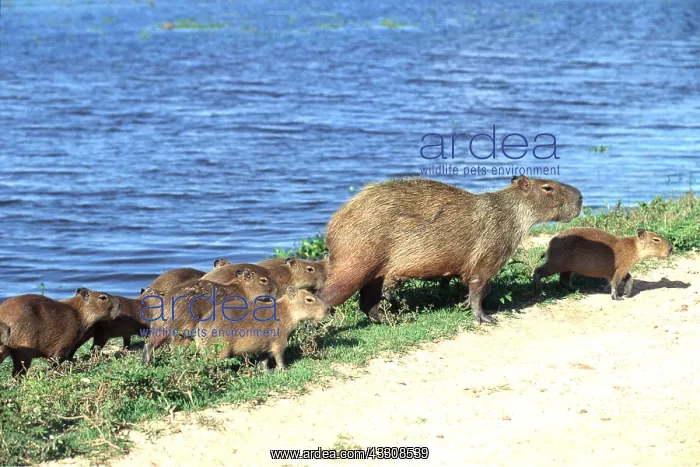 : CAPYBARA - mother with young following : CAPYBARA - mother with young following