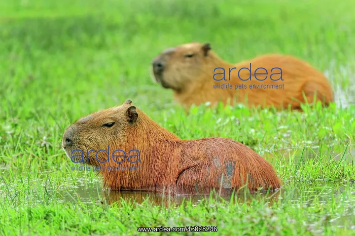 : Capybara, Pantanal Wetlands, Mato Grosso, Brazil : Capybara, Pantanal Wetlands, Mato Grosso, Brazil
