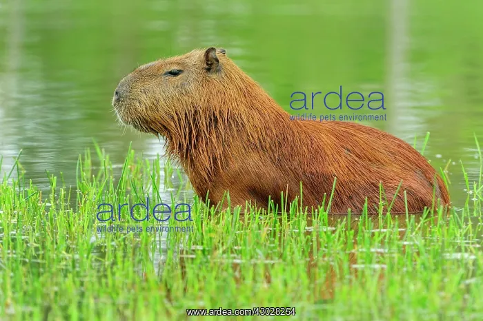: Capybara, Pantanal Wetlands, Mato Grosso, Brazil : Capybara, Pantanal Wetlands, Mato Grosso, Brazil