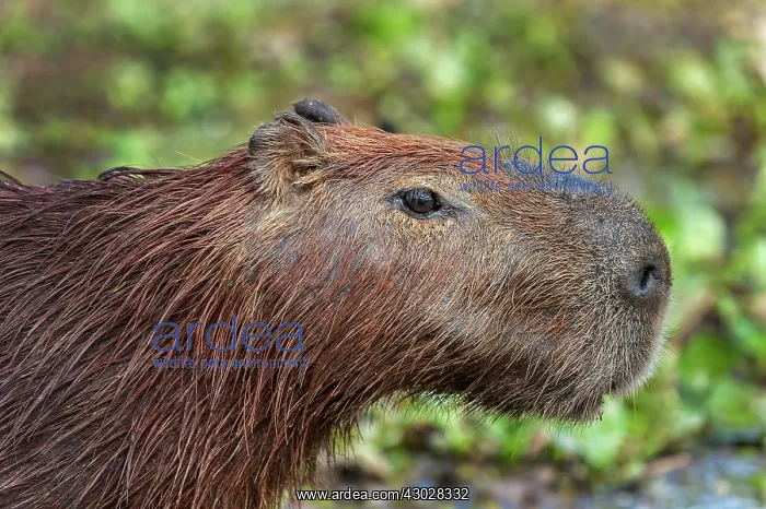 : Capybara, Pantanal Wetlands, Mato Grosso, Brazil : Capybara, Pantanal Wetlands, Mato Grosso, Brazil