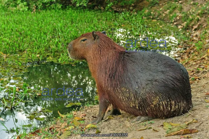 : Capybara, Pantanal Wetlands, Mato Grosso, Brazil : Capybara, Pantanal Wetlands, Mato Grosso, Brazil