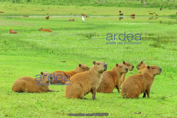 : Capybara, Pantanal Wetlands, Mato Grosso, Brazil : Capybara, Pantanal Wetlands, Mato Grosso, Brazil
