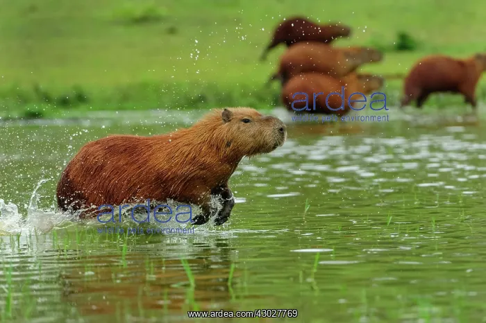 : Capybara, running, Pantanal Wetlands, Mato Grosso, Brazil : Capybara, running, Pantanal Wetlands, Mato Grosso, Brazil