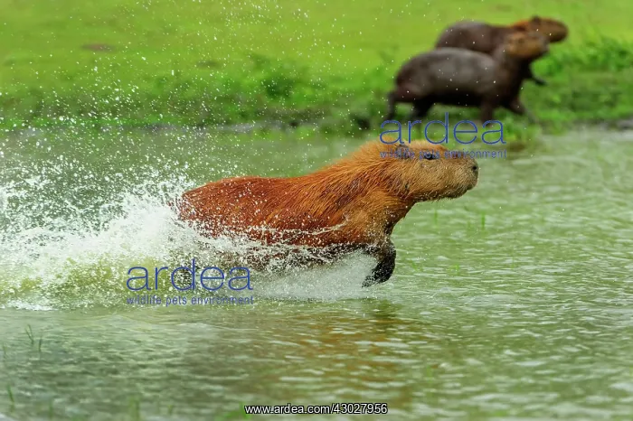 : Capybara, running, Pantanal Wetlands, Mato Grosso, Brazil : Capybara, running, Pantanal Wetlands, Mato Grosso, Brazil