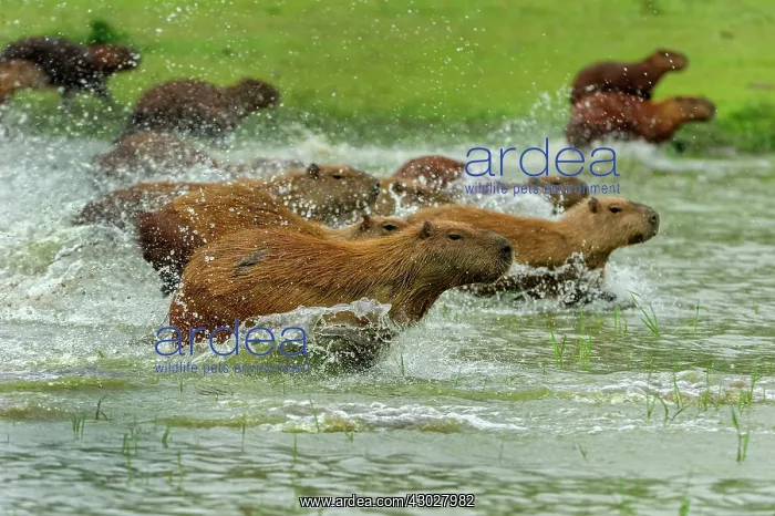 : Capybara, running, Pantanal Wetlands, Mato Grosso, Brazil : Capybara, running, Pantanal Wetlands, Mato Grosso, Brazil