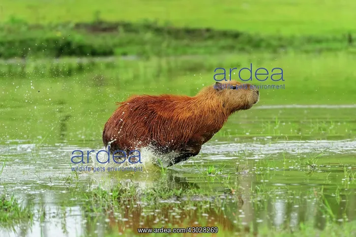 : Capybara, running, Pantanal Wetlands, Mato Grosso, Brazil : Capybara, running, Pantanal Wetlands, Mato Grosso, Brazil