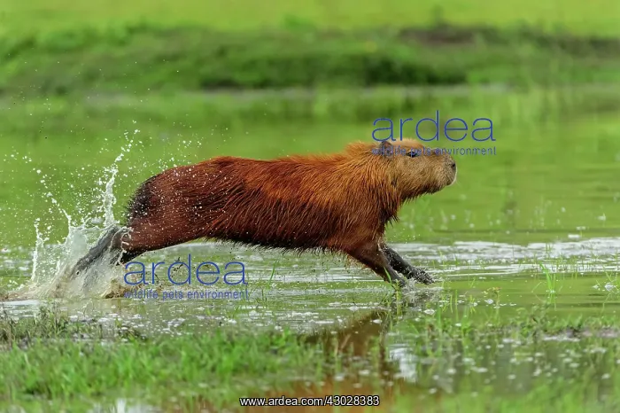 : Capybara, running, Pantanal Wetlands, Mato Grosso, Brazil : Capybara, running, Pantanal Wetlands, Mato Grosso, Brazil
