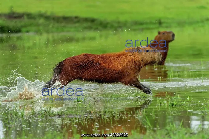 : Capybara, running, Pantanal Wetlands, Mato Grosso, Brazil : Capybara, running, Pantanal Wetlands, Mato Grosso, Brazil