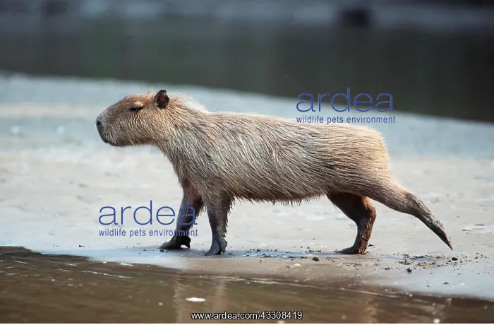 : CAPYBARA - Stretches leg : CAPYBARA - Stretches leg