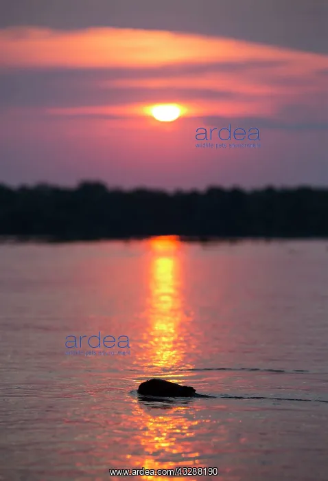 : Capybara - swimming at sunset : Capybara - swimming at sunset