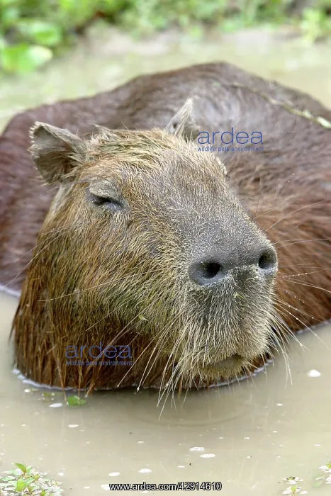 : Capybara - in water : Capybara - in water