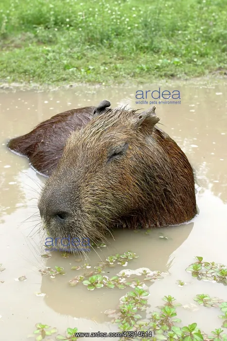 : Capybara - in water : Capybara - in water