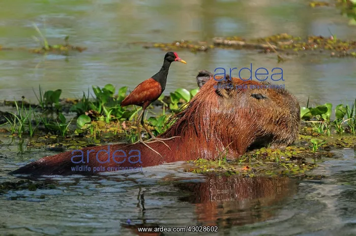 : Capybara, Wattled Jacana on the back, Pantanal Wetlands : Capybara, Wattled Jacana on the back, Pantanal Wetlands