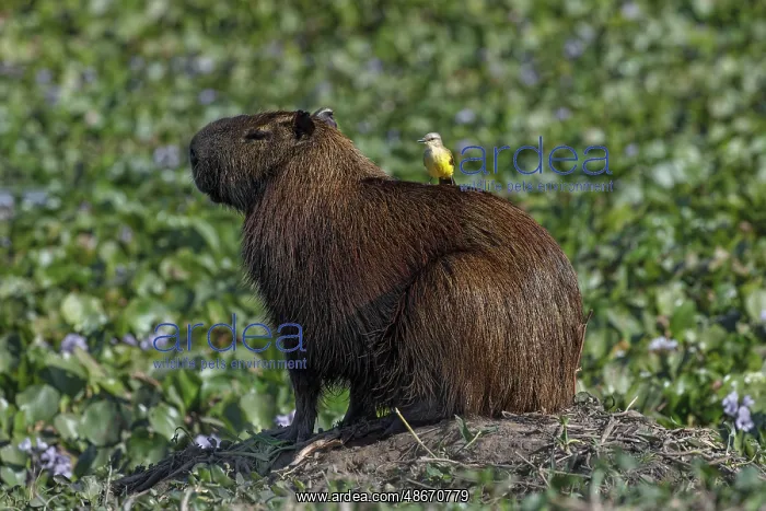 : Capybara, worlds largest rodent with cattle tyrant on back : Capybara, worlds largest rodent with cattle tyrant on back