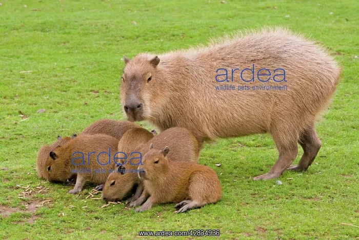 : Capybara - with young : Capybara - with young