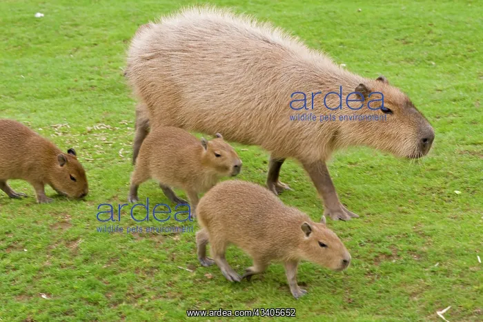 : Capybara - with young : Capybara - with young