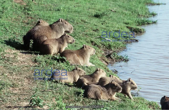 : CAPYBARA - with young, sit by water : CAPYBARA - with young, sit by water