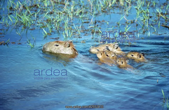 : Capybaras - adult with young : Capybaras - adult with young