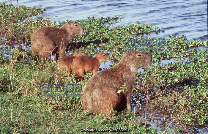 : CAPYBARAS x two, with young at water : CAPYBARAS x two, with young at water