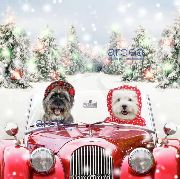 : Dogs - driving car through Christmas snow scene Digital Manipulation : Dogs - driving car through Christmas snow scene Digital Manipulation