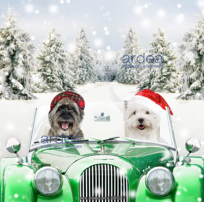 : Dogs - driving car through Christmas snow scene Digital Manipulation : Dogs - driving car through Christmas snow scene Digital Manipulation