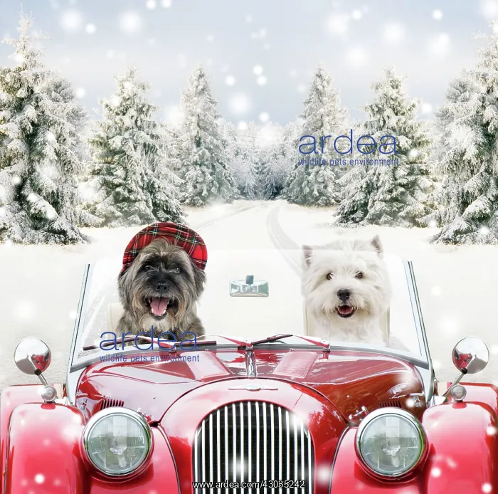 : Dogs - driving car through Christmas snow scene Digital Manipulation : Dogs - driving car through Christmas snow scene Digital Manipulation