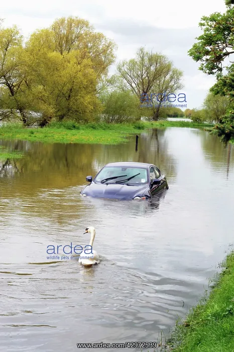 : Car and swan in flooded river - Sun 6 May 2012 : Car and swan in flooded river - Sun 6 May 2012