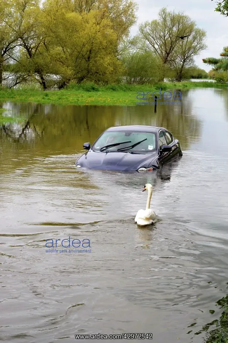 : Car and swan in flooded river - Sun 6 May 2012 : Car and swan in flooded river - Sun 6 May 2012
