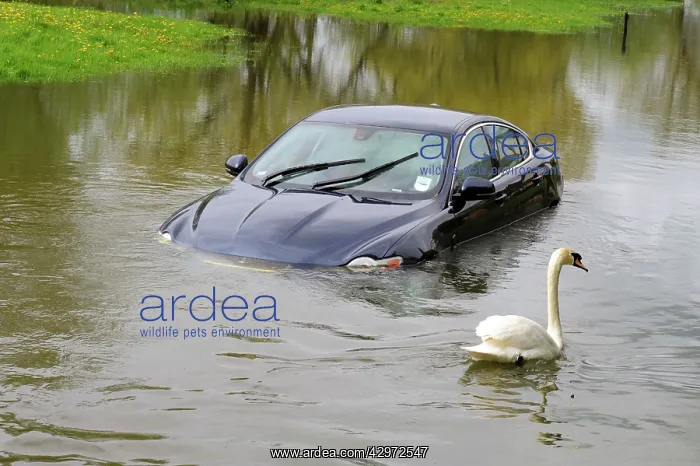 : Car and swan in flooded river - Sun 6 May 2012 : Car and swan in flooded river - Sun 6 May 2012