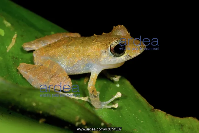 : Carabaya Robber Frog : Carabaya Robber Frog