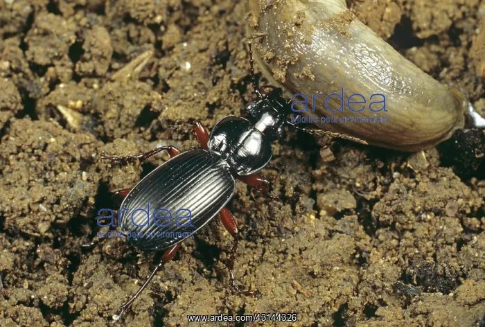 : Carabid beetle attacks slug : Carabid beetle attacks slug