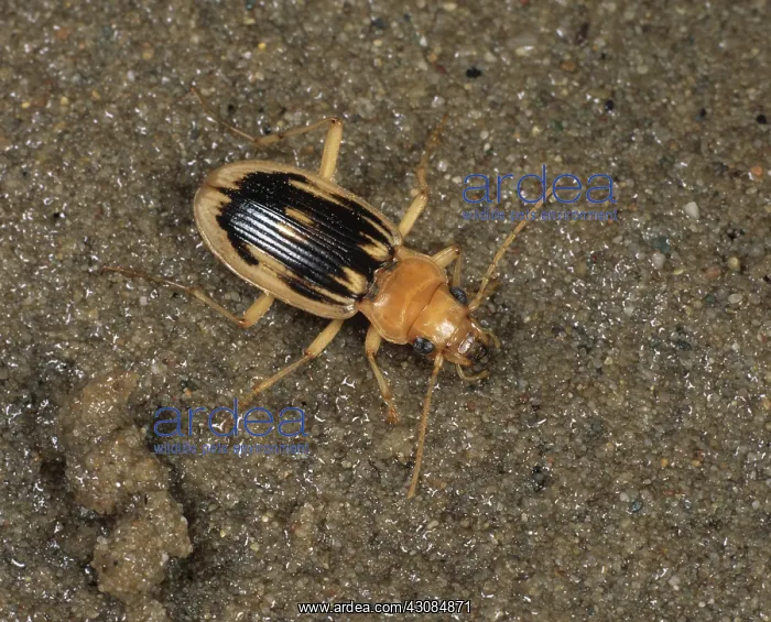 : Carabid Beetle (Nebria complanata) : Carabid Beetle (Nebria complanata)
