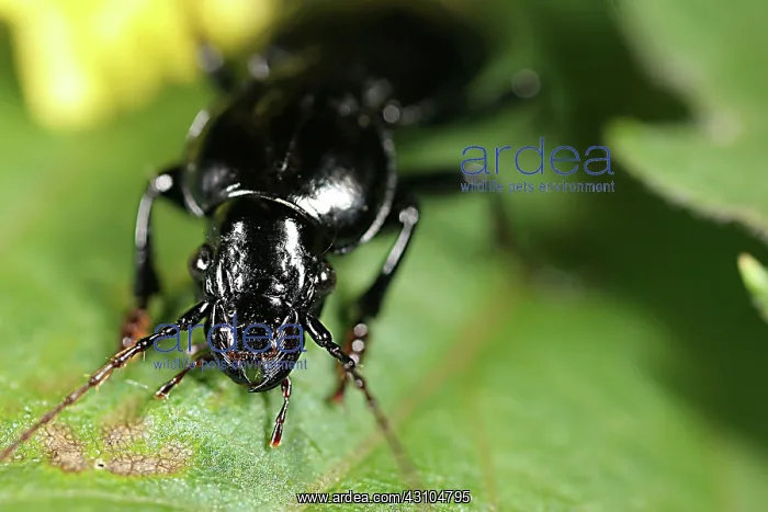 : Carabid Beetle Rootworm Rredator : Carabid Beetle Rootworm Rredator