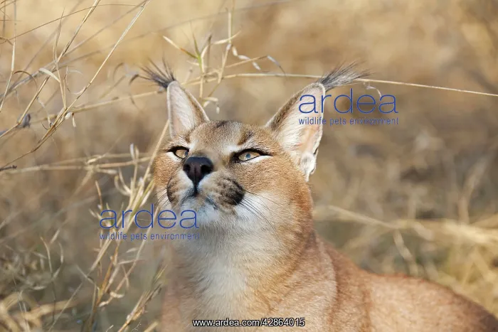 : Caracal (Caracal caracal). Harnas Wildlife Foundation - Namibia - Africa : Caracal (Caracal caracal). Harnas Wildlife Foundation - Namibia - Africa