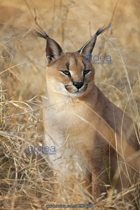 : Caracal (Caracal caracal). Harnas Wildlife Foundation - Namibia - Africa : Caracal (Caracal caracal). Harnas Wildlife Foundation - Namibia - Africa